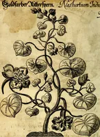 An illustration from Die mit teutschen Saiten überzogene, heilige Kron-Harffe, oder, Verfassung des gantzen Psalter Davids in teutsche Reim-Gebände : vermittelst sonderbarer darzu mit dem basso continuo, neu-verfertigter Kunst-Melodeyen ... (1680)