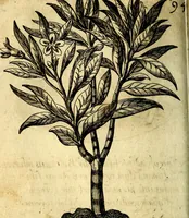 An illustration from Die mit teutschen Saiten überzogene, heilige Kron-Harffe, oder, Verfassung des gantzen Psalter Davids in teutsche Reim-Gebände : vermittelst sonderbarer darzu mit dem basso continuo, neu-verfertigter Kunst-Melodeyen ... (1680)