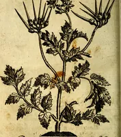 An illustration from Die mit teutschen Saiten überzogene, heilige Kron-Harffe, oder, Verfassung des gantzen Psalter Davids in teutsche Reim-Gebände : vermittelst sonderbarer darzu mit dem basso continuo, neu-verfertigter Kunst-Melodeyen ... (1680)