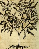 An illustration from Die mit teutschen Saiten überzogene, heilige Kron-Harffe, oder, Verfassung des gantzen Psalter Davids in teutsche Reim-Gebände : vermittelst sonderbarer darzu mit dem basso continuo, neu-verfertigter Kunst-Melodeyen ... (1680)