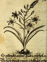 An illustration from Die mit teutschen Saiten überzogene, heilige Kron-Harffe, oder, Verfassung des gantzen Psalter Davids in teutsche Reim-Gebände : vermittelst sonderbarer darzu mit dem basso continuo, neu-verfertigter Kunst-Melodeyen ... (1680)