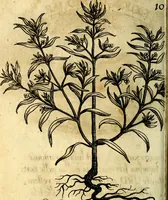 An illustration from Die mit teutschen Saiten überzogene, heilige Kron-Harffe, oder, Verfassung des gantzen Psalter Davids in teutsche Reim-Gebände : vermittelst sonderbarer darzu mit dem basso continuo, neu-verfertigter Kunst-Melodeyen ... (1680)