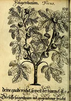 An illustration from Die mit teutschen Saiten überzogene, heilige Kron-Harffe, oder, Verfassung des gantzen Psalter Davids in teutsche Reim-Gebände : vermittelst sonderbarer darzu mit dem basso continuo, neu-verfertigter Kunst-Melodeyen ... (1680)