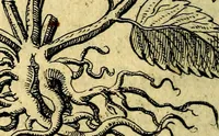 An illustration from Die mit teutschen Saiten überzogene, heilige Kron-Harffe, oder, Verfassung des gantzen Psalter Davids in teutsche Reim-Gebände : vermittelst sonderbarer darzu mit dem basso continuo, neu-verfertigter Kunst-Melodeyen ... (1680)