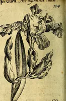 An illustration from Die mit teutschen Saiten überzogene, heilige Kron-Harffe, oder, Verfassung des gantzen Psalter Davids in teutsche Reim-Gebände : vermittelst sonderbarer darzu mit dem basso continuo, neu-verfertigter Kunst-Melodeyen ... (1680)