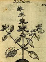 An illustration from Die mit teutschen Saiten überzogene, heilige Kron-Harffe, oder, Verfassung des gantzen Psalter Davids in teutsche Reim-Gebände : vermittelst sonderbarer darzu mit dem basso continuo, neu-verfertigter Kunst-Melodeyen ... (1680)