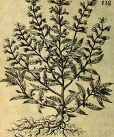 An illustration from Die mit teutschen Saiten überzogene, heilige Kron-Harffe, oder, Verfassung des gantzen Psalter Davids in teutsche Reim-Gebände : vermittelst sonderbarer darzu mit dem basso continuo, neu-verfertigter Kunst-Melodeyen ... (1680)