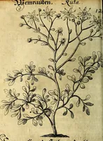 An illustration from Die mit teutschen Saiten überzogene, heilige Kron-Harffe, oder, Verfassung des gantzen Psalter Davids in teutsche Reim-Gebände : vermittelst sonderbarer darzu mit dem basso continuo, neu-verfertigter Kunst-Melodeyen ... (1680)