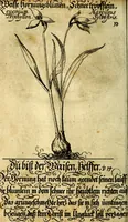 An illustration from Die mit teutschen Saiten überzogene, heilige Kron-Harffe, oder, Verfassung des gantzen Psalter Davids in teutsche Reim-Gebände : vermittelst sonderbarer darzu mit dem basso continuo, neu-verfertigter Kunst-Melodeyen ... (1680)