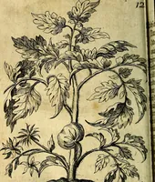 An illustration from Die mit teutschen Saiten überzogene, heilige Kron-Harffe, oder, Verfassung des gantzen Psalter Davids in teutsche Reim-Gebände : vermittelst sonderbarer darzu mit dem basso continuo, neu-verfertigter Kunst-Melodeyen ... (1680)
