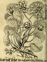 An illustration from Die mit teutschen Saiten überzogene, heilige Kron-Harffe, oder, Verfassung des gantzen Psalter Davids in teutsche Reim-Gebände : vermittelst sonderbarer darzu mit dem basso continuo, neu-verfertigter Kunst-Melodeyen ... (1680)