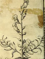 An illustration from Die mit teutschen Saiten überzogene, heilige Kron-Harffe, oder, Verfassung des gantzen Psalter Davids in teutsche Reim-Gebände : vermittelst sonderbarer darzu mit dem basso continuo, neu-verfertigter Kunst-Melodeyen ... (1680)