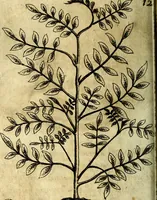 An illustration from Die mit teutschen Saiten überzogene, heilige Kron-Harffe, oder, Verfassung des gantzen Psalter Davids in teutsche Reim-Gebände : vermittelst sonderbarer darzu mit dem basso continuo, neu-verfertigter Kunst-Melodeyen ... (1680)