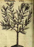 An illustration from Die mit teutschen Saiten überzogene, heilige Kron-Harffe, oder, Verfassung des gantzen Psalter Davids in teutsche Reim-Gebände : vermittelst sonderbarer darzu mit dem basso continuo, neu-verfertigter Kunst-Melodeyen ... (1680)