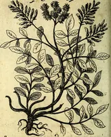 An illustration from Die mit teutschen Saiten überzogene, heilige Kron-Harffe, oder, Verfassung des gantzen Psalter Davids in teutsche Reim-Gebände : vermittelst sonderbarer darzu mit dem basso continuo, neu-verfertigter Kunst-Melodeyen ... (1680)