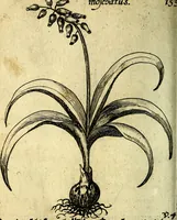 An illustration from Die mit teutschen Saiten überzogene, heilige Kron-Harffe, oder, Verfassung des gantzen Psalter Davids in teutsche Reim-Gebände : vermittelst sonderbarer darzu mit dem basso continuo, neu-verfertigter Kunst-Melodeyen ... (1680)