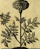 An illustration from Die mit teutschen Saiten überzogene, heilige Kron-Harffe, oder, Verfassung des gantzen Psalter Davids in teutsche Reim-Gebände : vermittelst sonderbarer darzu mit dem basso continuo, neu-verfertigter Kunst-Melodeyen ... (1680)
