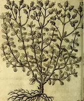 An illustration from Die mit teutschen Saiten überzogene, heilige Kron-Harffe, oder, Verfassung des gantzen Psalter Davids in teutsche Reim-Gebände : vermittelst sonderbarer darzu mit dem basso continuo, neu-verfertigter Kunst-Melodeyen ... (1680)