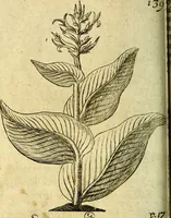An illustration from Die mit teutschen Saiten überzogene, heilige Kron-Harffe, oder, Verfassung des gantzen Psalter Davids in teutsche Reim-Gebände : vermittelst sonderbarer darzu mit dem basso continuo, neu-verfertigter Kunst-Melodeyen ... (1680)