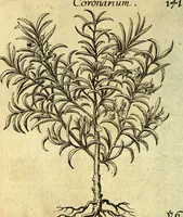 An illustration from Die mit teutschen Saiten überzogene, heilige Kron-Harffe, oder, Verfassung des gantzen Psalter Davids in teutsche Reim-Gebände : vermittelst sonderbarer darzu mit dem basso continuo, neu-verfertigter Kunst-Melodeyen ... (1680)