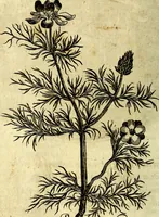 An illustration from Die mit teutschen Saiten überzogene, heilige Kron-Harffe, oder, Verfassung des gantzen Psalter Davids in teutsche Reim-Gebände : vermittelst sonderbarer darzu mit dem basso continuo, neu-verfertigter Kunst-Melodeyen ... (1680)