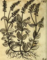 An illustration from Die mit teutschen Saiten überzogene, heilige Kron-Harffe, oder, Verfassung des gantzen Psalter Davids in teutsche Reim-Gebände : vermittelst sonderbarer darzu mit dem basso continuo, neu-verfertigter Kunst-Melodeyen ... (1680)