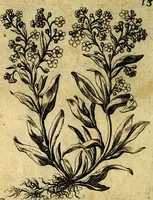 An illustration from Die mit teutschen Saiten überzogene, heilige Kron-Harffe, oder, Verfassung des gantzen Psalter Davids in teutsche Reim-Gebände : vermittelst sonderbarer darzu mit dem basso continuo, neu-verfertigter Kunst-Melodeyen ... (1680)