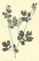 An illustration from Die mutationstheorie. Versuche und beobachtungen über die entstehung von arten im pflanzenreich (1901)