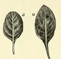 An illustration from Die mutationstheorie. Versuche und beobachtungen über die entstehung von arten im pflanzenreich (1901)