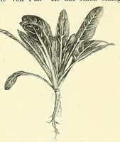 An illustration from Die mutationstheorie. Versuche und beobachtungen über die entstehung von arten im pflanzenreich (1901)