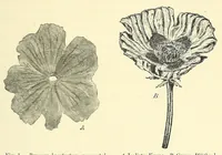 An illustration from Die mutationstheorie. Versuche und beobachtungen über die entstehung von arten im pflanzenreich (1901)
