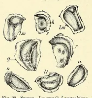 Picture 9 of 14 from Die mutationstheorie. Versuche und beobachtungen über die entstehung von arten im pflanzenreich (1901), leaf 338