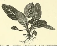Picture 10 of 14 from Die mutationstheorie. Versuche und beobachtungen über die entstehung von arten im pflanzenreich (1901), leaf 368