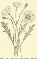 Picture 11 of 14 from Die mutationstheorie. Versuche und beobachtungen über die entstehung von arten im pflanzenreich (1901), leaf 521