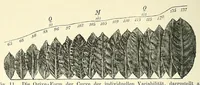 Picture 2 of 14 from Die mutationstheorie. Versuche und beobachtungen über die entstehung von arten im pflanzenreich (1901), leaf 54