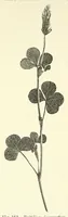 Picture 13 of 14 from Die mutationstheorie. Versuche und beobachtungen über die entstehung von arten im pflanzenreich (1901), leaf 602