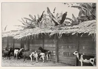 An illustration from Die Pangwe; völkerkundliche Monographie eines westafrikanischen Negerstammes; Ergebnisse der Lübecker Pangwe-expedition 1907-1909 und früherer Forschungen 1904-1907 (1913)
