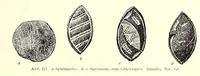 Picture 15 of 16 from Die Pangwe; völkerkundliche Monographie eines westafrikanischen Negerstammes; Ergebnisse der Lübecker Pangwe-expedition 1907-1909 und früherer Forschungen 1904-1907 (1913), leaf 343