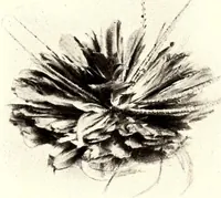 An illustration from Die Pangwe; völkerkundliche Monographie eines westafrikanischen Negerstammes; Ergebnisse der Lübecker Pangwe-expedition 1907-1909 und früherer Forschungen 1904-1907 (1913)