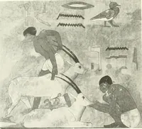 An illustration from Die Reliefs und Malereien des mittleren Reiches (VII.-XVII. Dynastie, ca. 2475-1580 v. Chr.) : Material zur agyptischen Kulturgeschichte (1922)