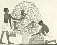 Picture 27 of 85 from Die Reliefs und Malereien des mittleren Reiches (VII.-XVII. Dynastie, ca. 2475-1580 v. Chr.) : Material zur agyptischen Kulturgeschichte (1922), leaf 67