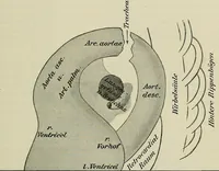 Picture 105 of 145 from Die Röntgentechnik : Lehrbuch für Ärzte und Studierende (1906), leaf 332