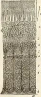 Picture 54 of 117 from Die Theorie des Sehens und räumlichen Vorstellens, vom physikalischen, physiologischen und psychologischen Standpunkte (1861), leaf 223