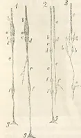 An illustration from Die Theorie des Sehens und räumlichen Vorstellens, vom physikalischen, physiologischen und psychologischen Standpunkte (1861)
