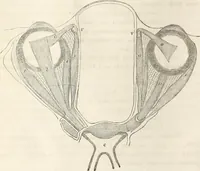 An illustration from Die Theorie des Sehens und räumlichen Vorstellens, vom physikalischen, physiologischen und psychologischen Standpunkte (1861)