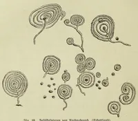 An illustration from Die Trojaburgen Nordeuropas : ihr Zusammenhang mit der indogermanischen Trojasage von der entführten und gefangenen Sonnenfrau (Syrith, Brunhild, Ariadne, Helena) : den Trojaspielen, Schwert- und Labyrinthtänzen zur Feier ihrer Lenzbefreiung (1893)