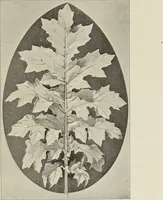 An illustration from Die Ursprungsformen des griechischen Akanthusornamentes und ihre naturlichen Vorbilder (1896)