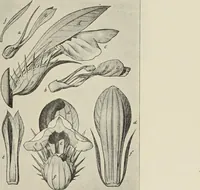 An illustration from Die Ursprungsformen des griechischen Akanthusornamentes und ihre naturlichen Vorbilder (1896)