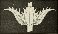 An illustration from Die Ursprungsformen des griechischen Akanthusornamentes und ihre naturlichen Vorbilder (1896)