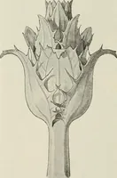 An illustration from Die Ursprungsformen des griechischen Akanthusornamentes und ihre naturlichen Vorbilder (1896)